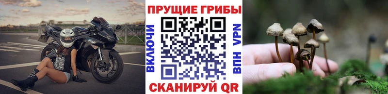 Галлюциногенные грибы мицелий  Курлово 